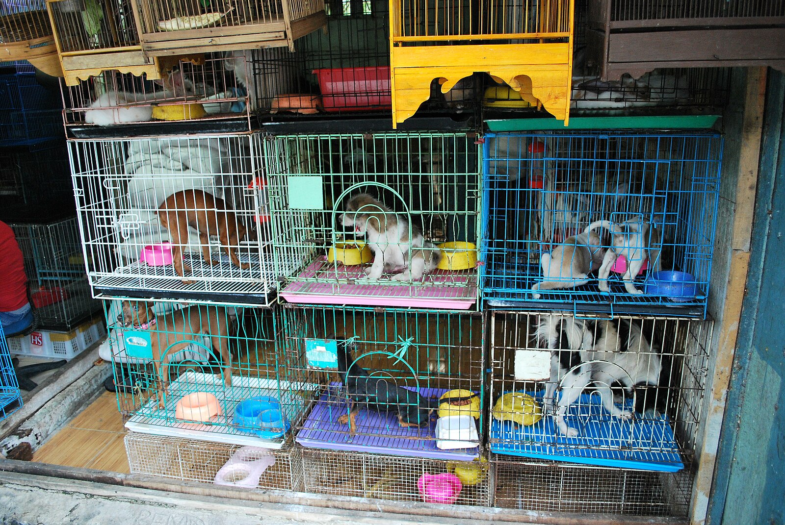 Dogs in puppy mill.