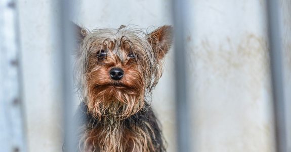 Animal Justice Testifies at Ontario Legislature to Stop Puppy Mills