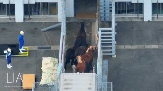 Canadian horses arriving at a Japanese quarantine facility.