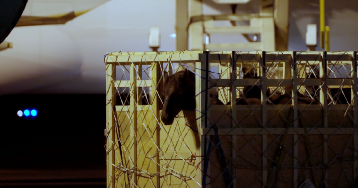 Canadian horses being loaded for export to Japan from Edmonton airport