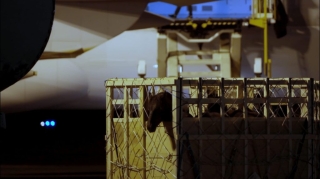 Horses being loaded at the Edmonton airport to be shipped to Japan.
