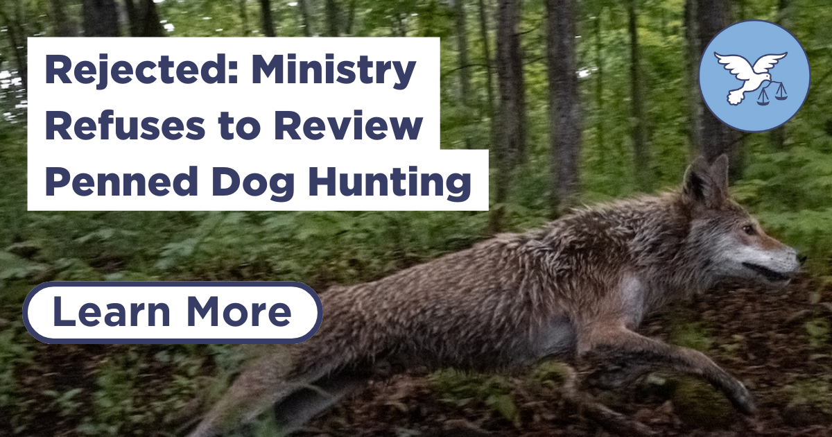 Rejected: Ministry Refuses to Review Penned Dog Hunting - Animal Justice