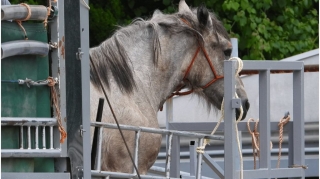 Horse arrives at Japanese quarantine facility. Shipped from Canada to Japan for slaughter.