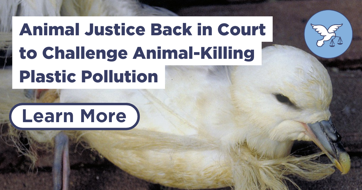 Legal Battle: Animal Justice Back in Court to Challenge Animal-Killing ...