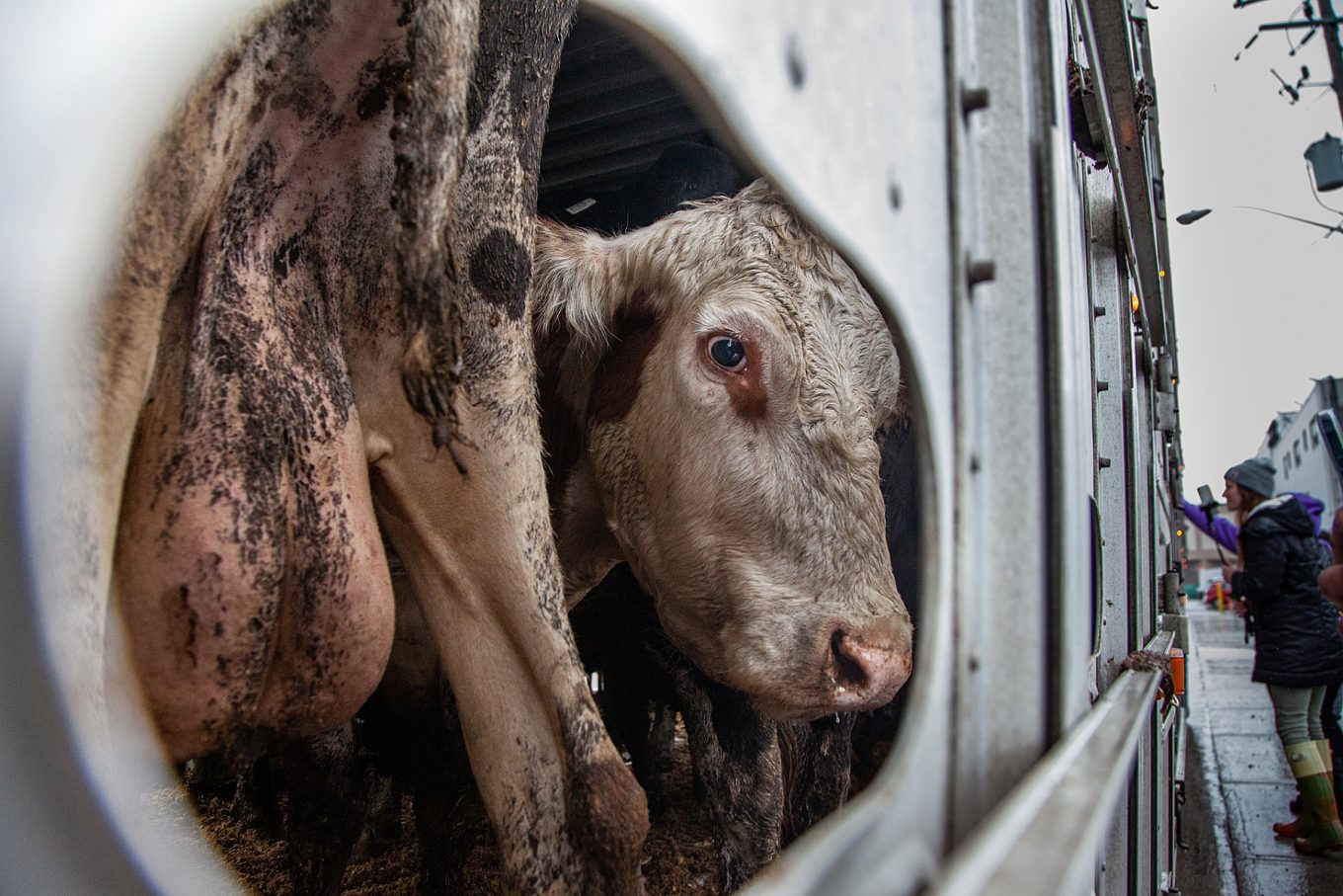 Time for Manitoba to Roll Back Dangerous Ag Gag Law - Animal Justice