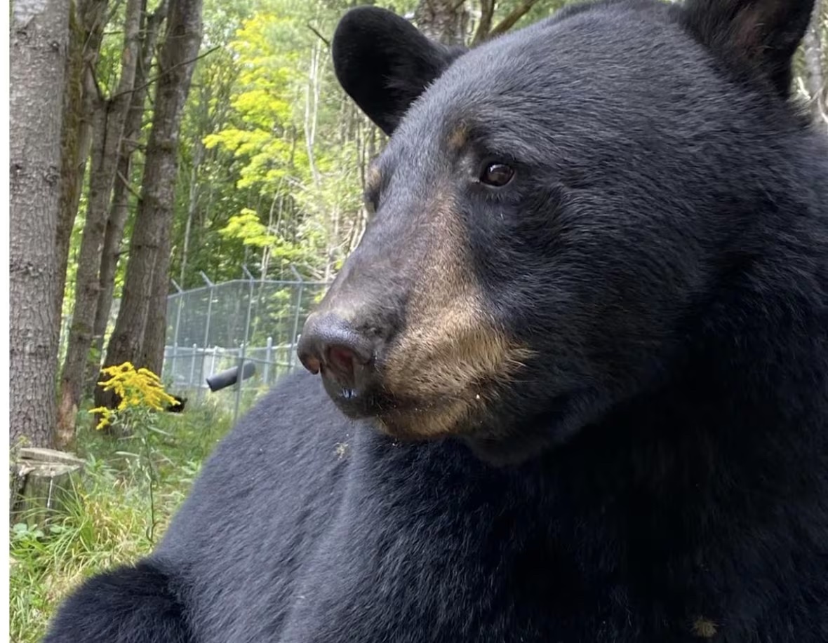 Sasha the black bear at his new home at the Aspen Valley Wildlife Sanctuary.