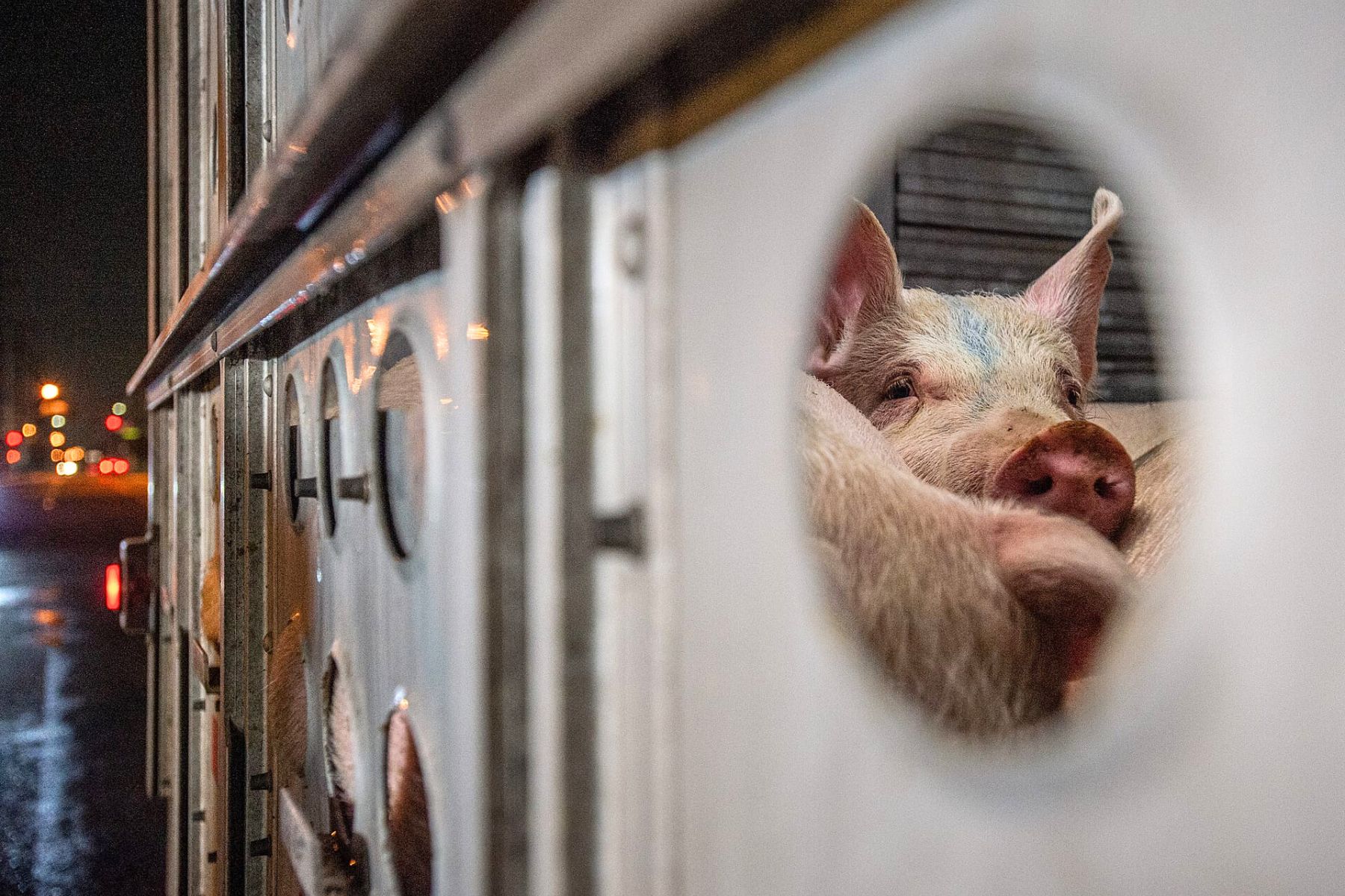 Pig in transport truck.