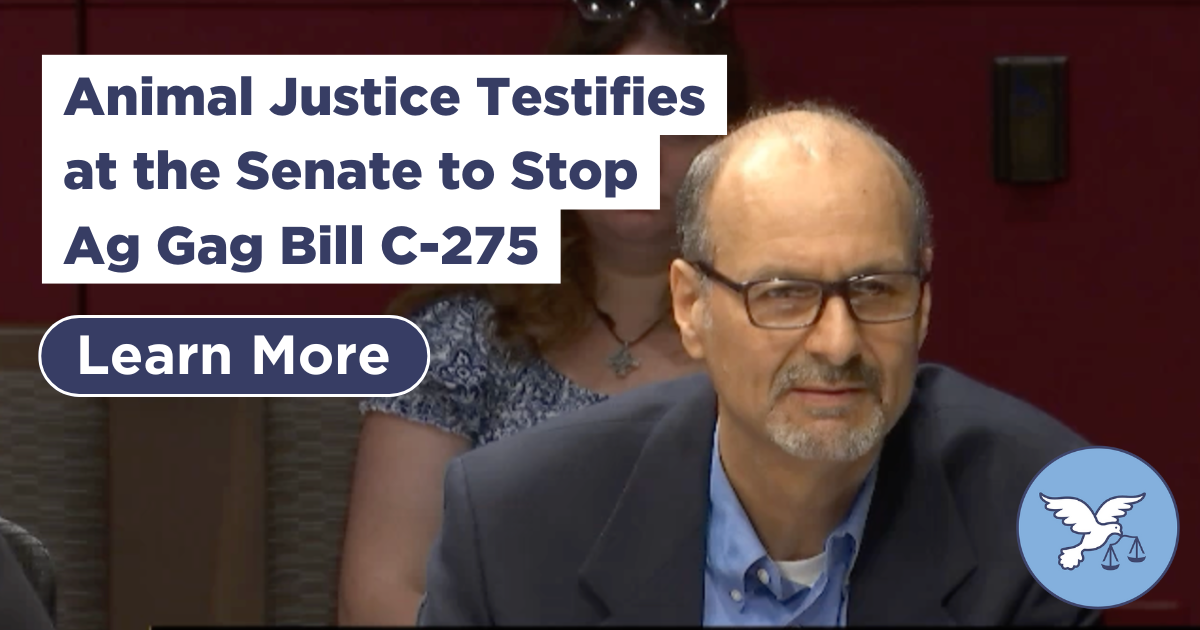 Animal Justice Testifies at the Senate to Stop Ag Gag Bill C-275 ...