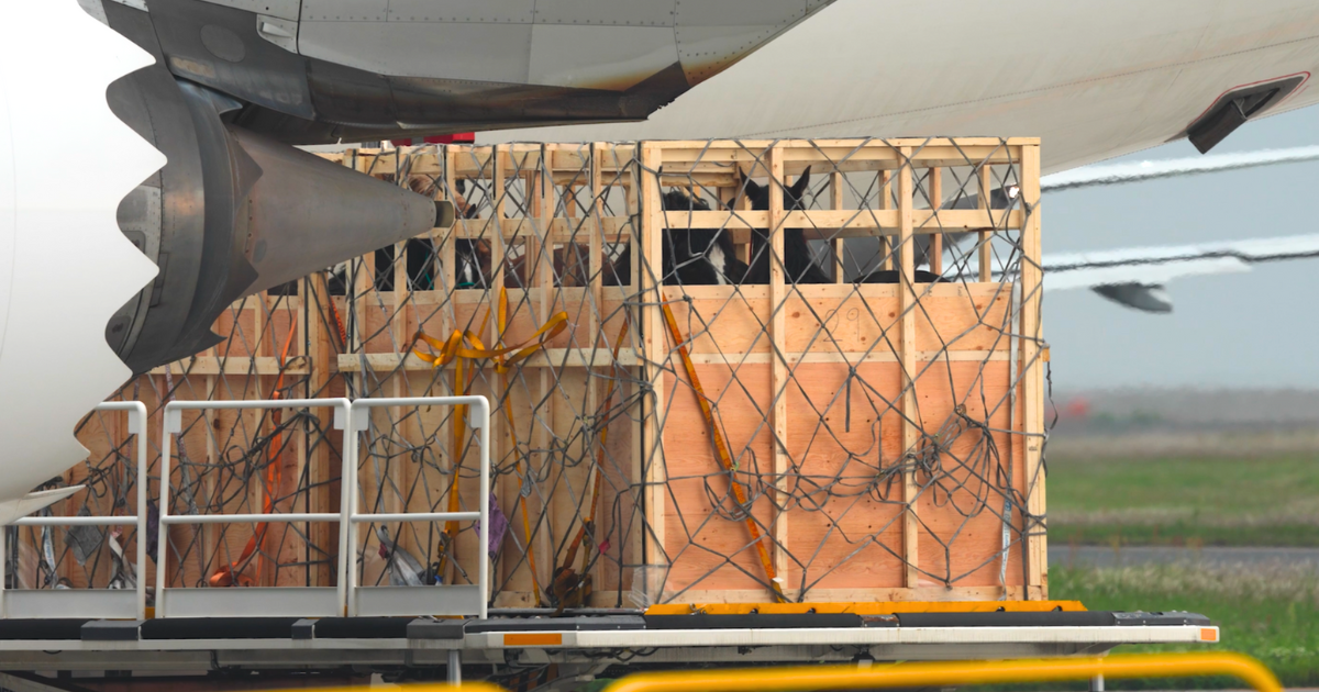 Canadian horses in a crate landing in Japan to be slaughtered