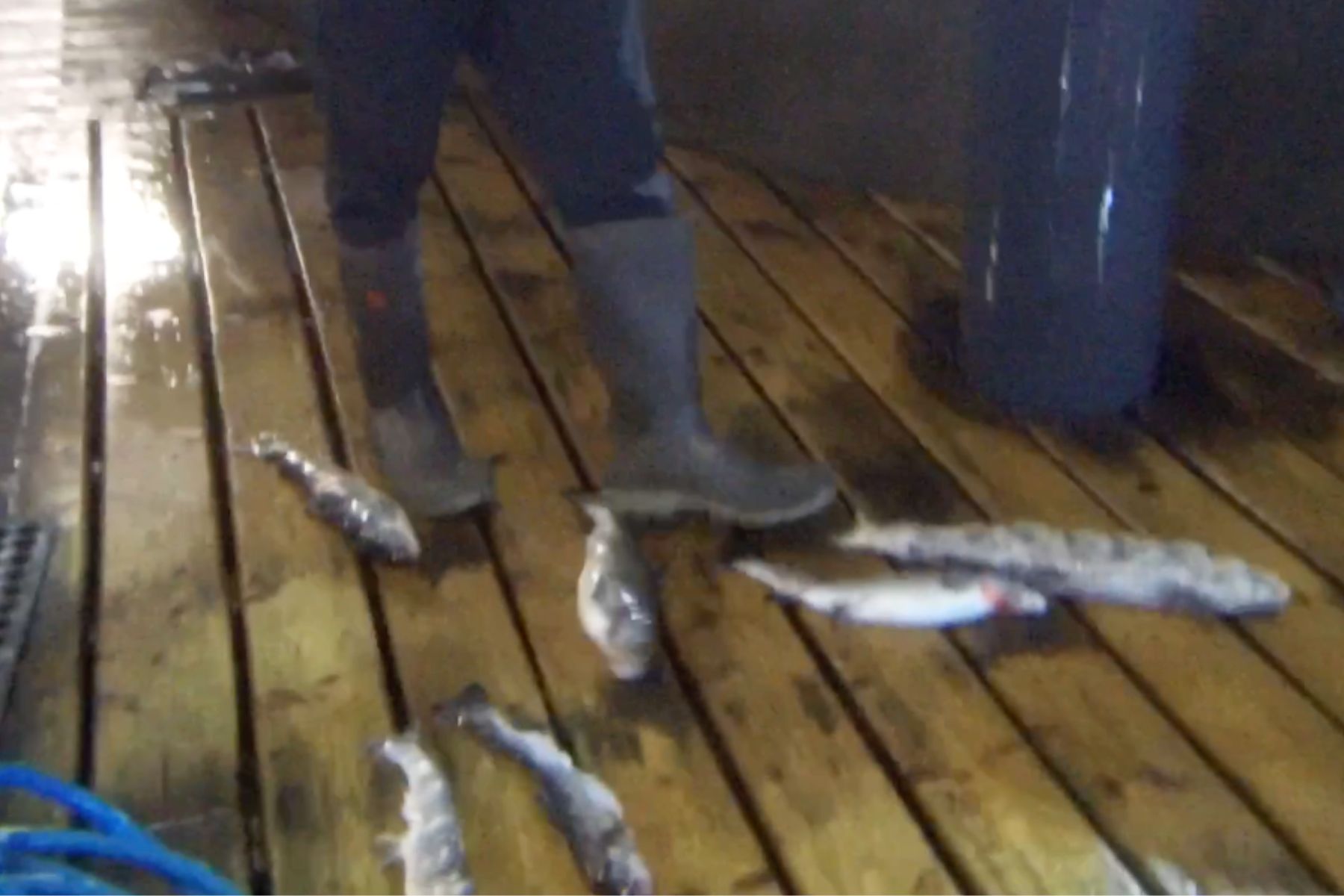 Abused fish on floor at Nova Scotia salmon farm Sustainable Blue.