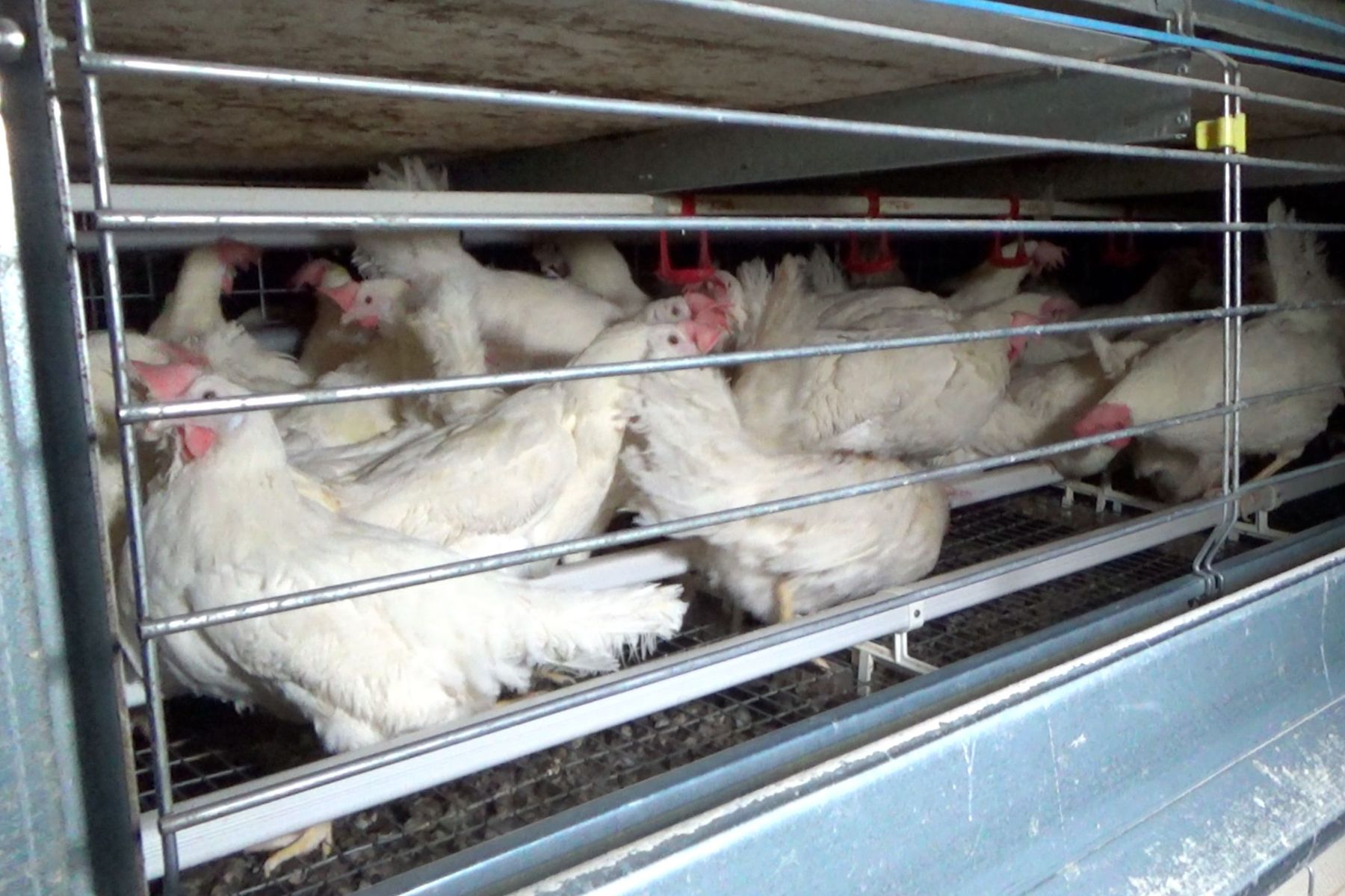 Hens in enriched cages