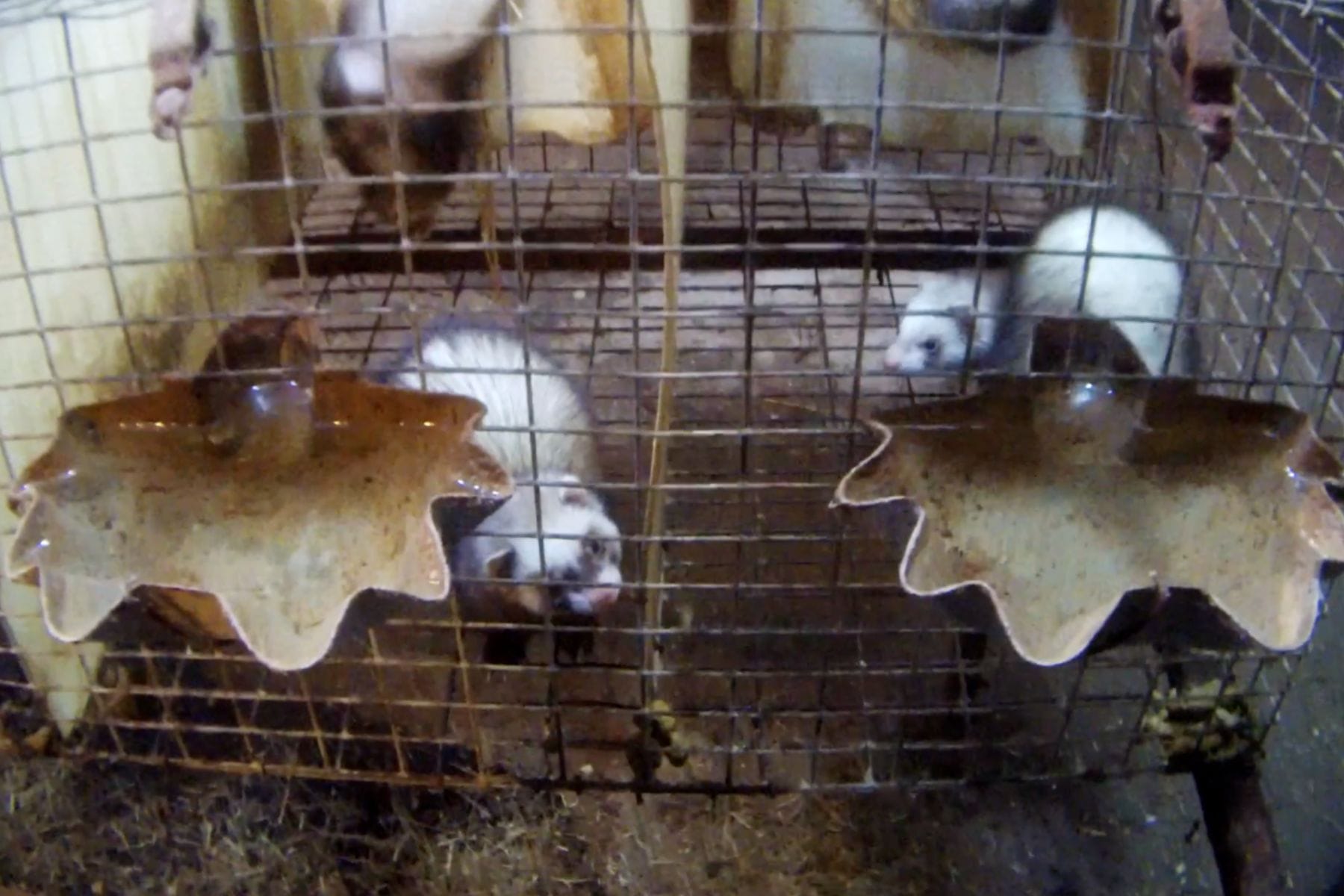 Ferret in cages at David Holden Ferrets ferret mill.