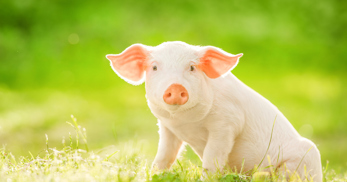 Photo of happy pig in green field.