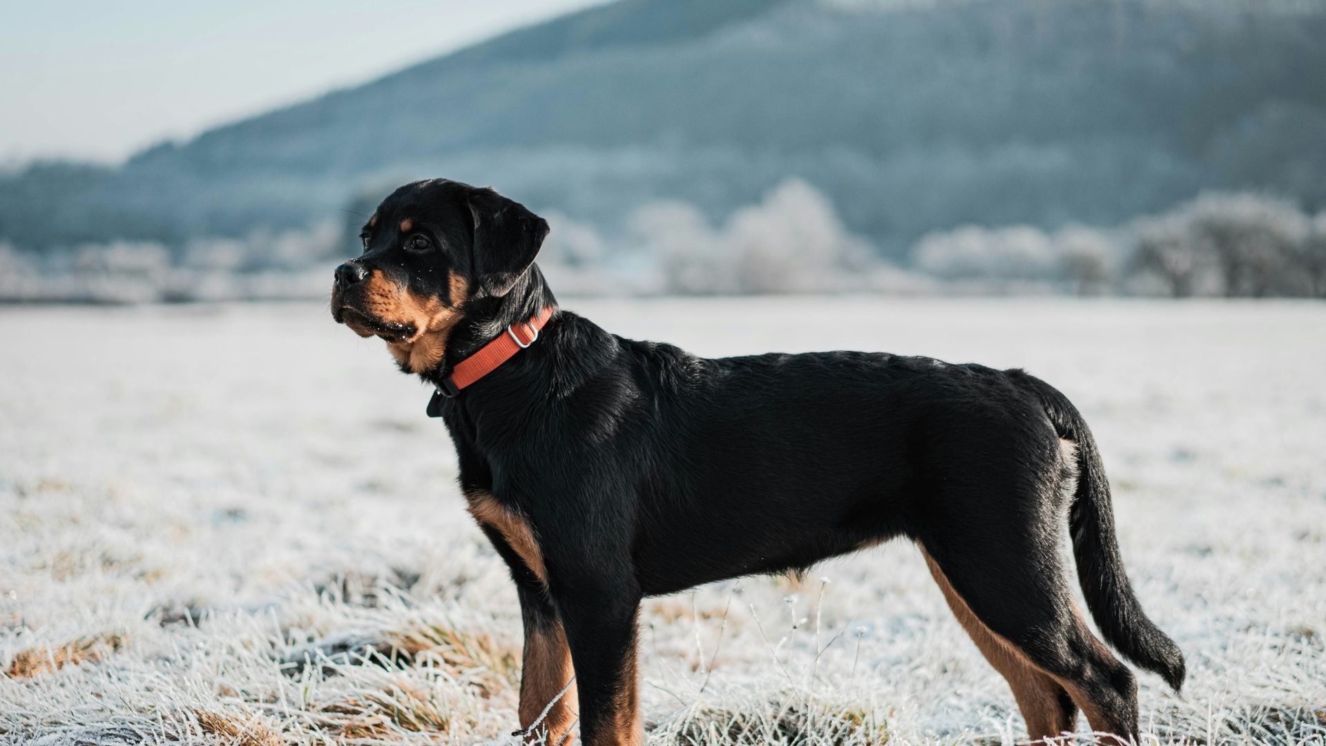 The Manitoba Veterinary Medical Association (MVMA) has passed a strong new motion banning members from docking the tails of dogs.