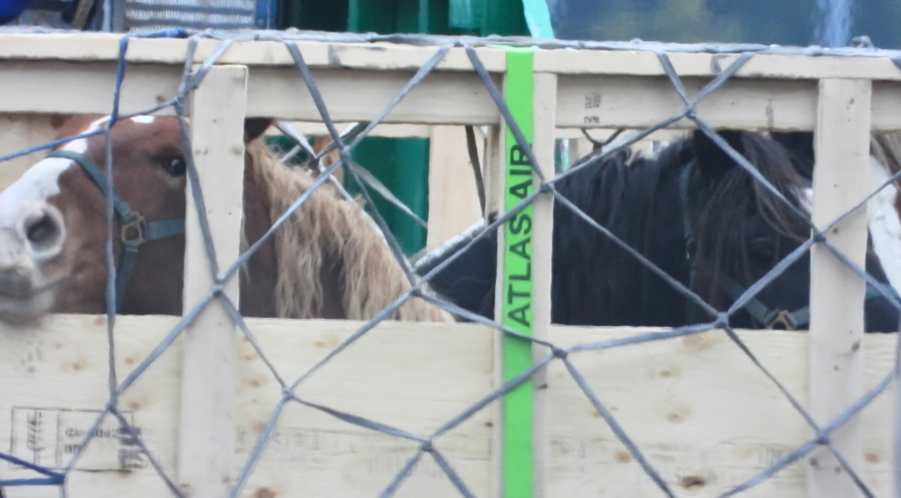 Horses during live horse export to Japan