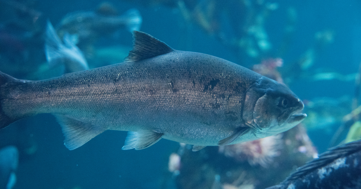 A salmon in water