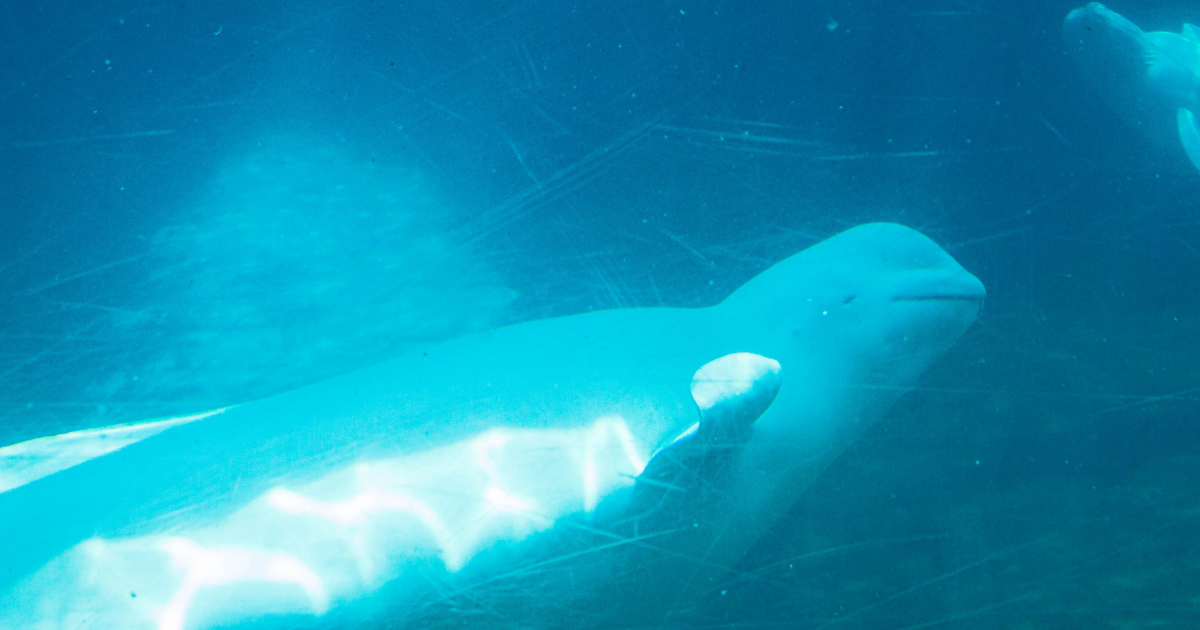 A beluga whale swims in a tank at Marineland, Ontario.