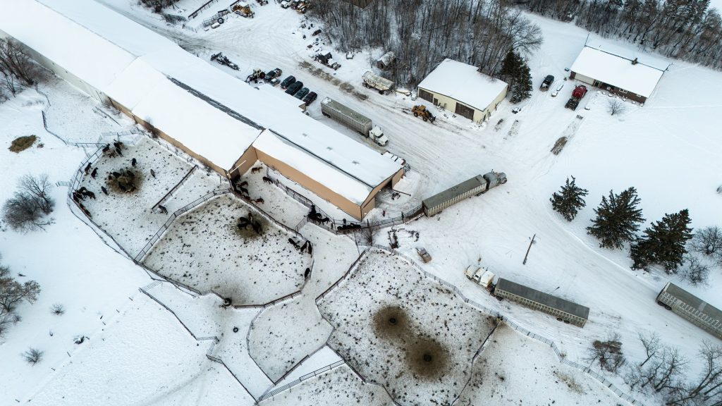 Horses unloaded at a feedlot. Swan River, Manitoba | Animal Justice