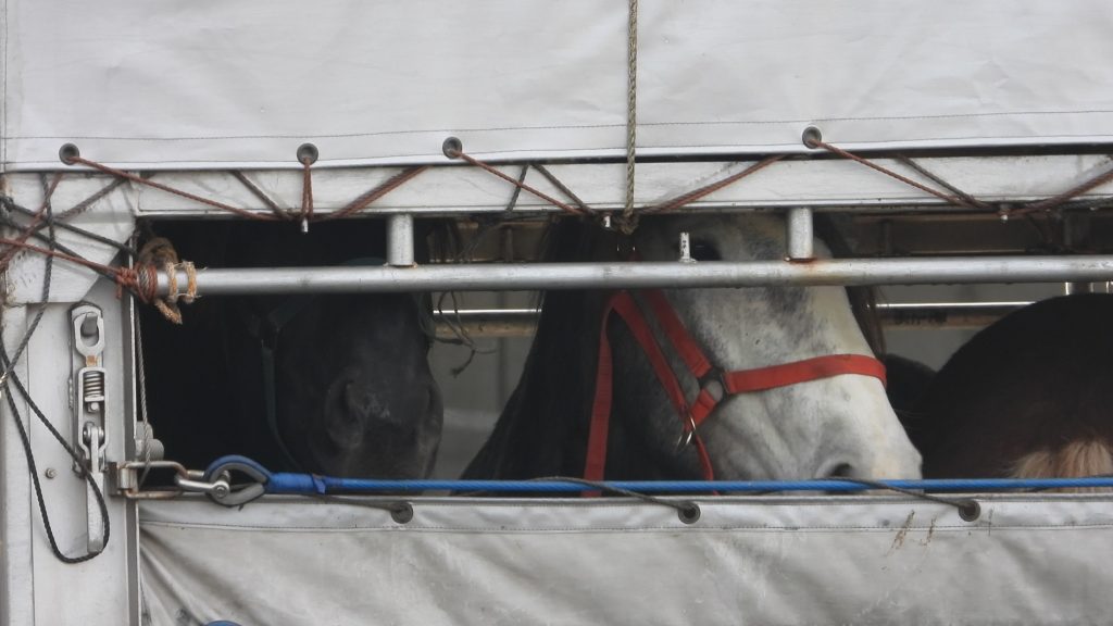 Horses inside a truck as they arrive at the quarantine facility in Kagoshima, Japan | Life Investigation Agency