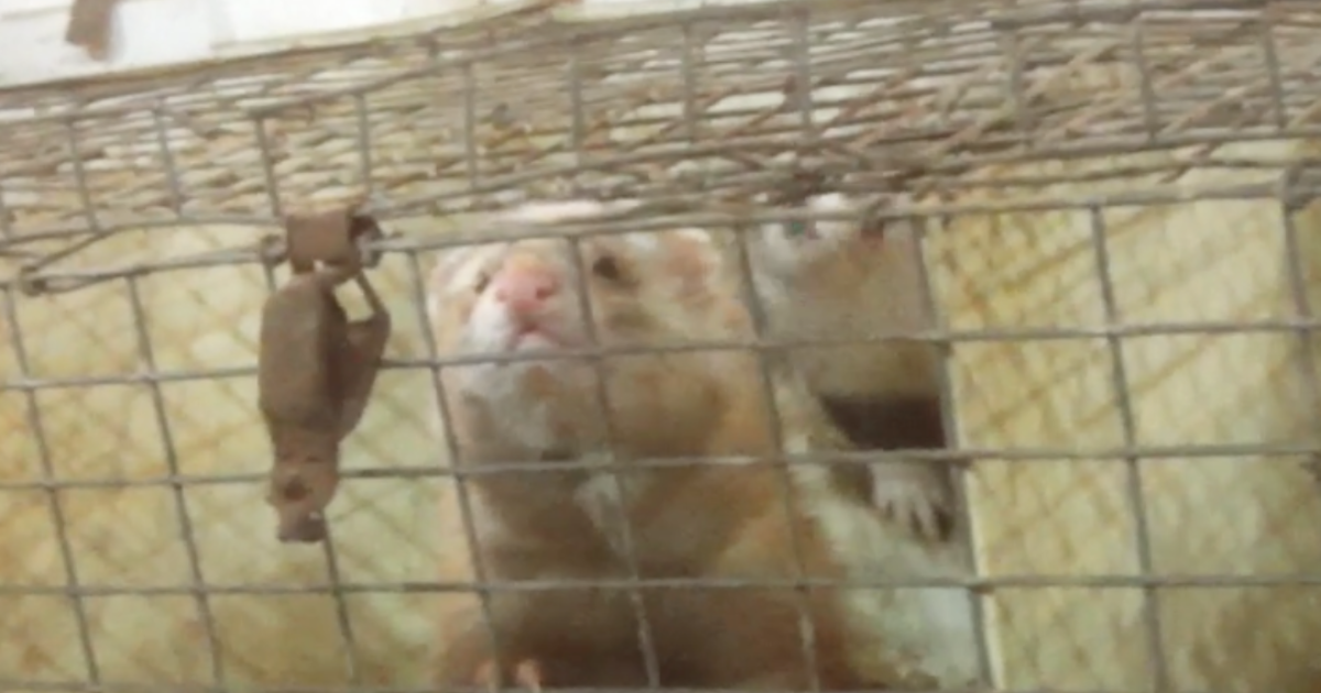 A brown and white ferret looks out through the bars of their filthy cage.