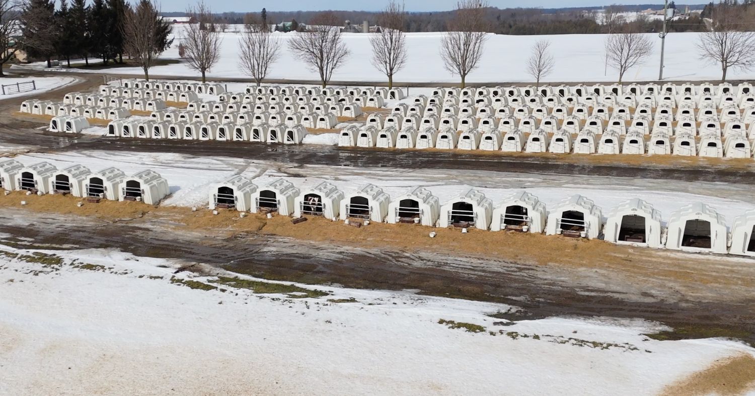 Calves in hutches in Ontario dairy farm.
