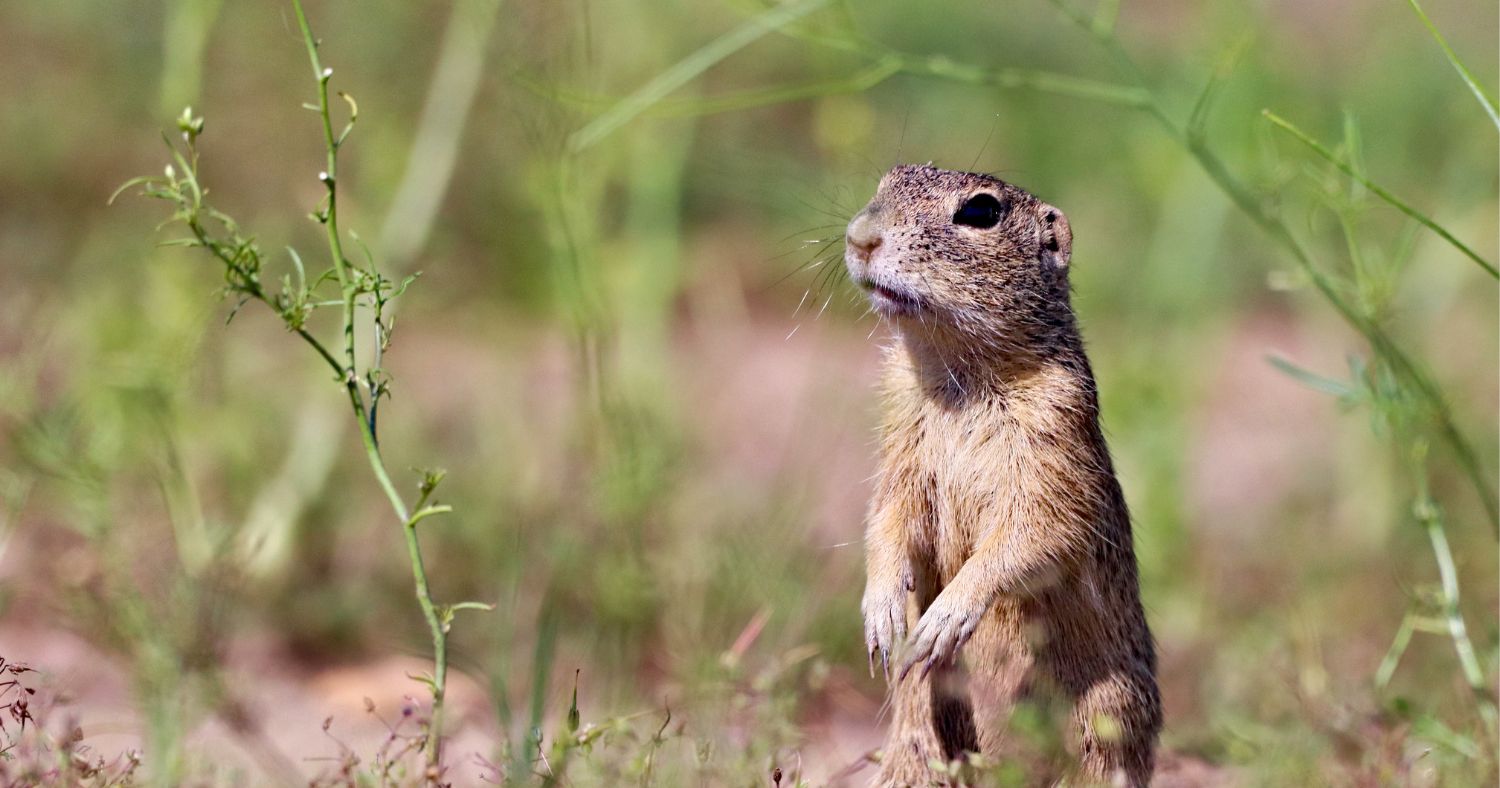 Gopher stands in grass.