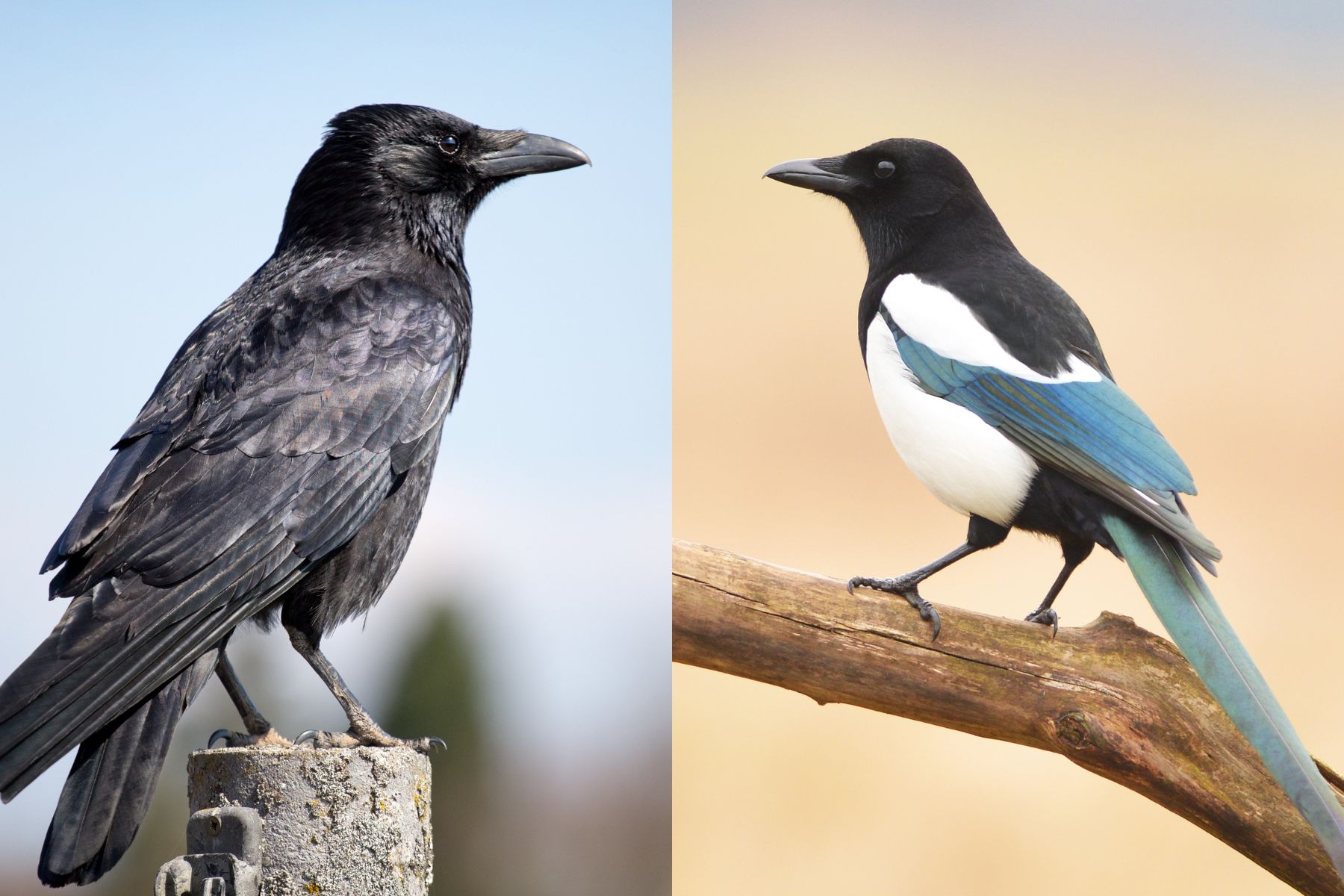 Crow and magpie outdoors.