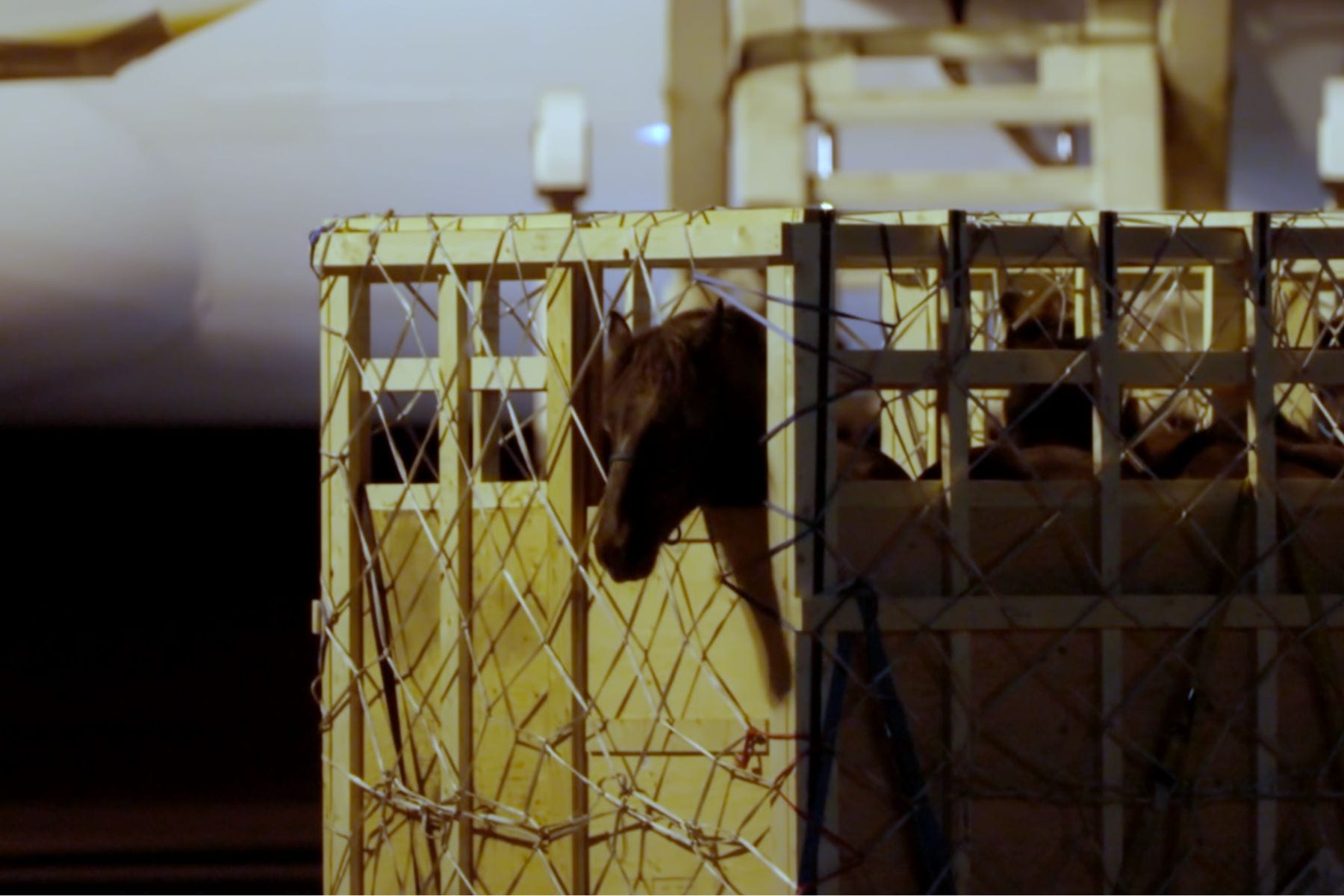 Horse in wooden crate at Edmonton airport in live horse export to Japan.