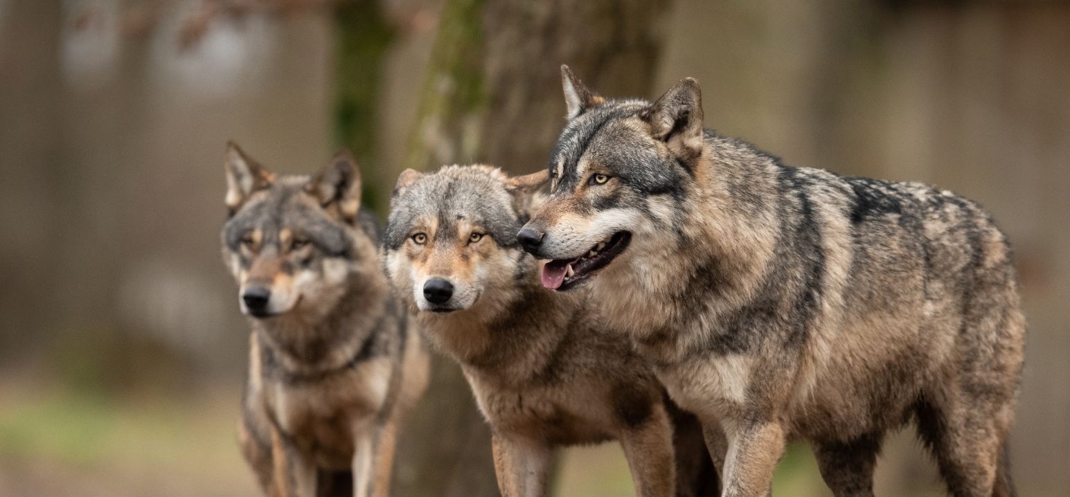 Three wolves standing together in a natural outdoor setting.