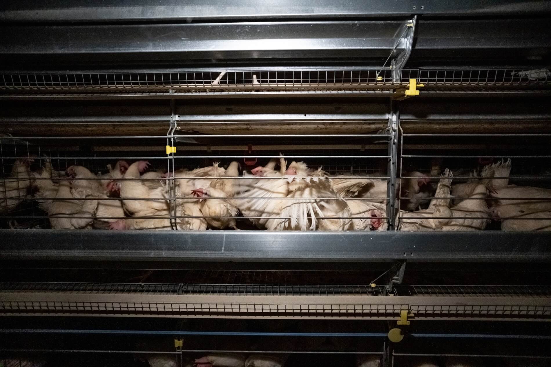 Egg-laying hens in enriched cages.