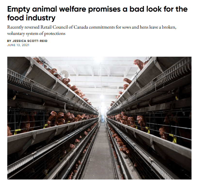 Egg laying hens in crowded battery cages