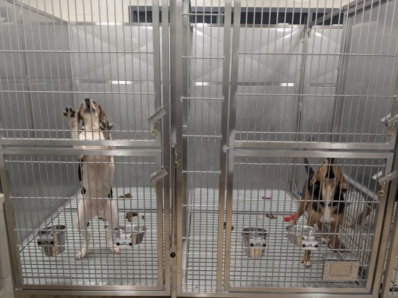 Dogs Brutalized & Killed in Secret Lab at St. Joseph’s Hospital