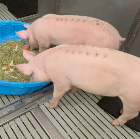 Two pigs with large circular wounds on their backs in a barren enclosure.