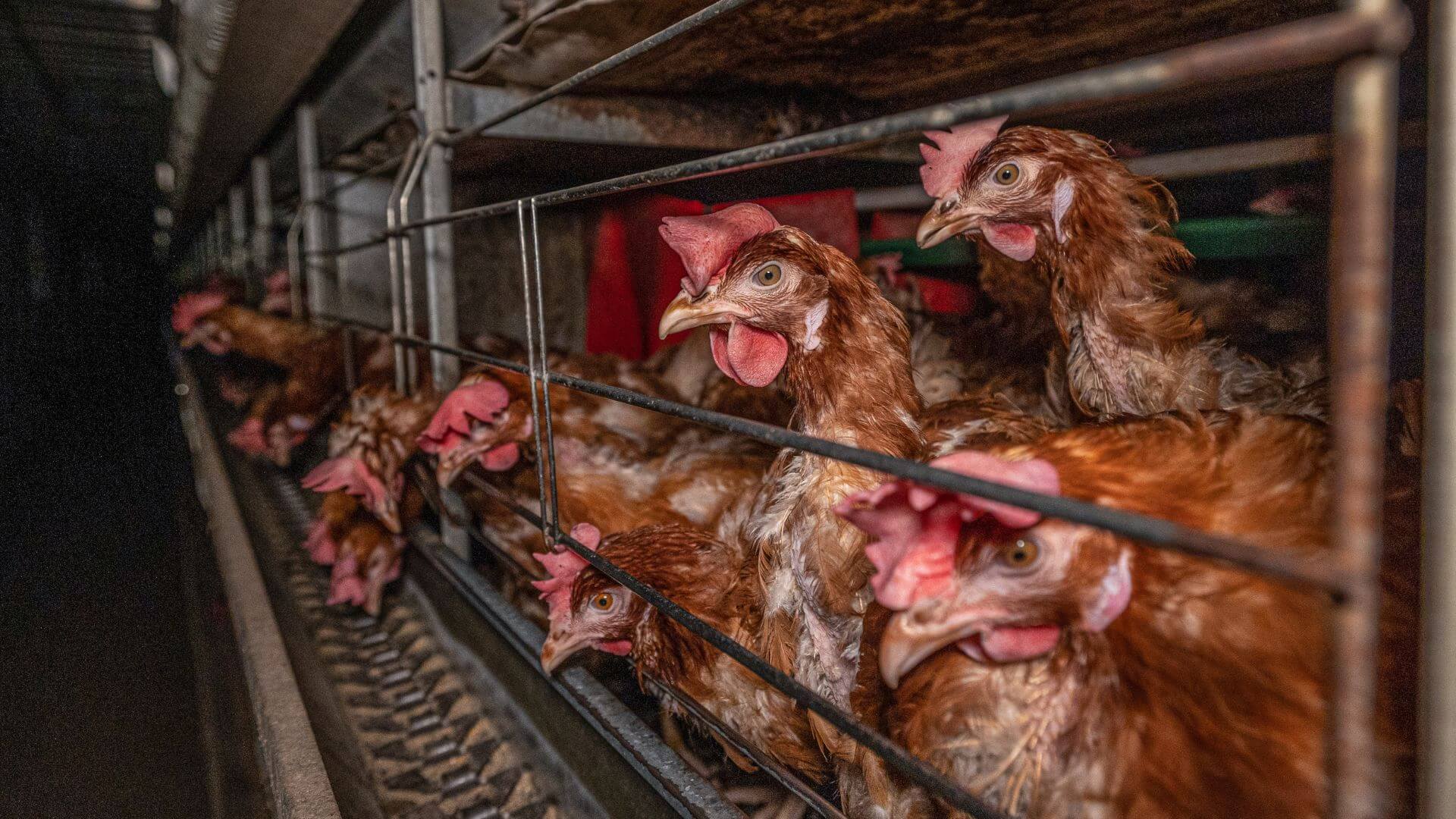 Egg laying hens in an enriched cage.