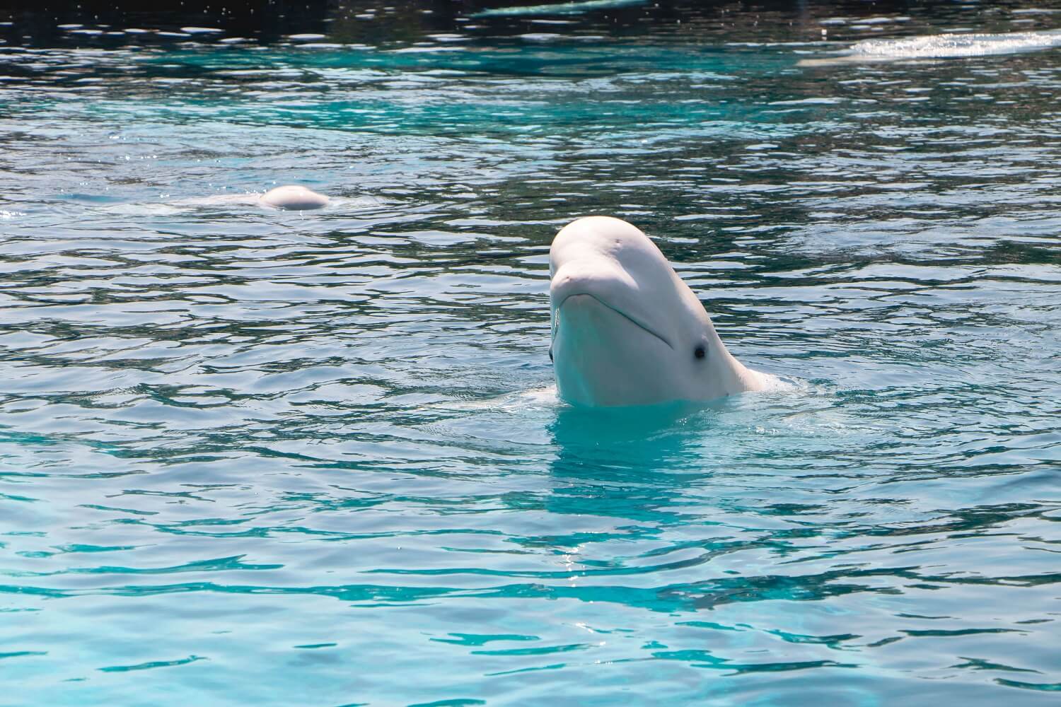 Beluga whale at Marineland