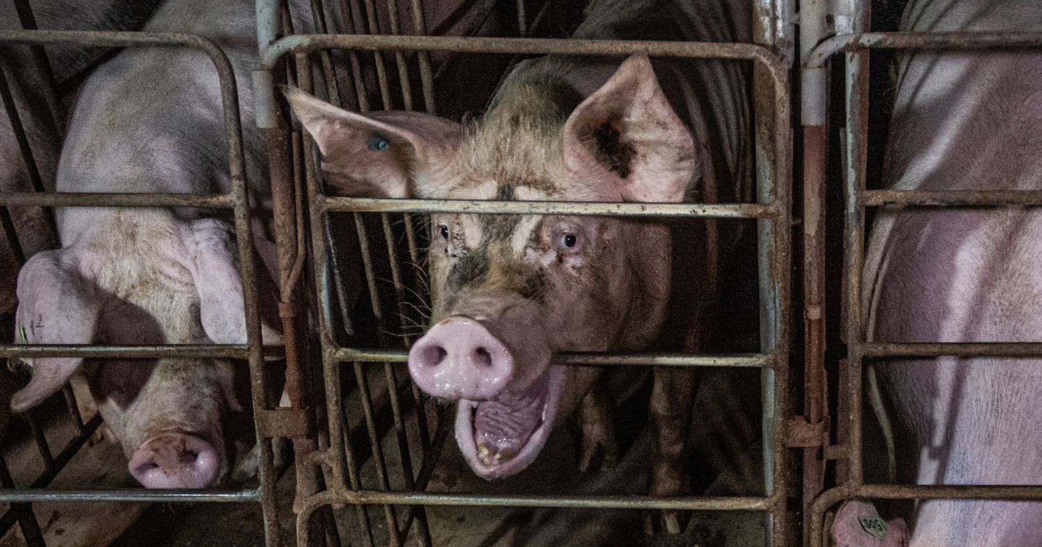 A pig chews the bars of her cramped cage in a factory farm.