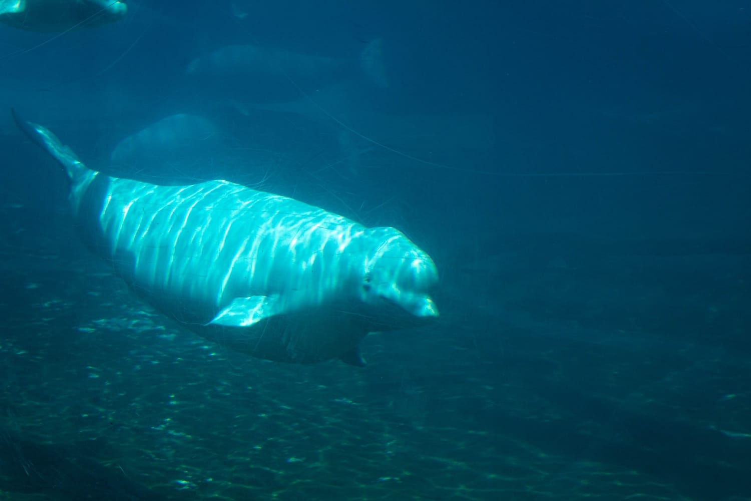 Beluga whale at Marineland