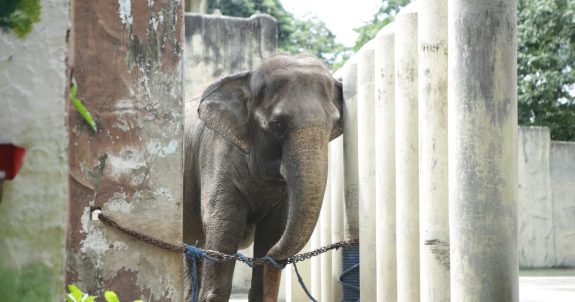 Call on New Government to Pass Strong Laws for Animals