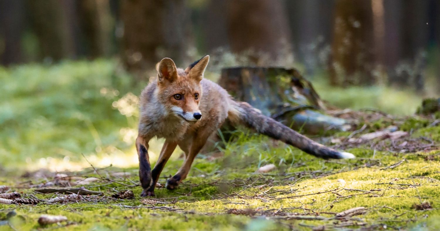 Fox running in grass.
