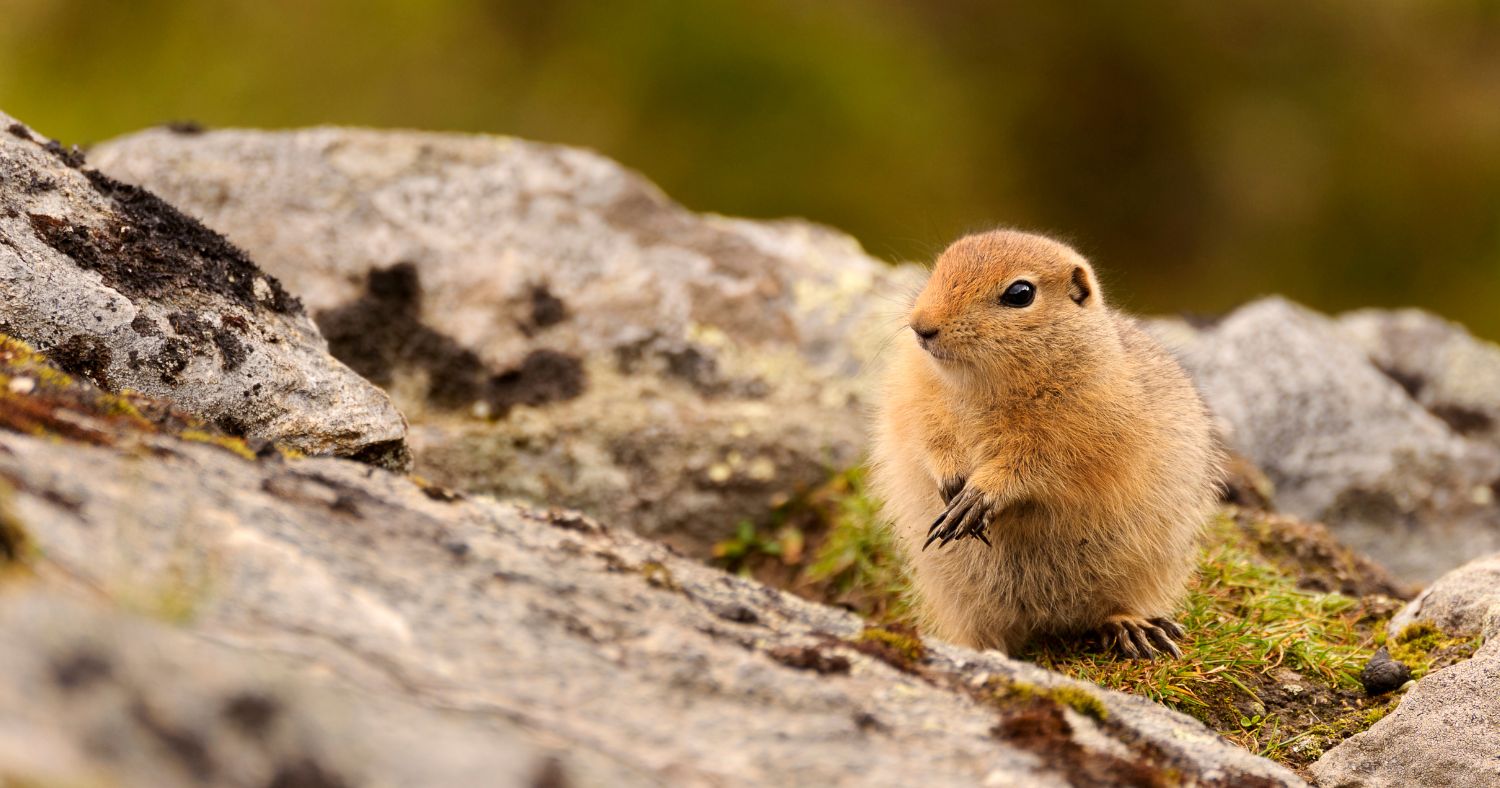 Ground squirrel on rock.