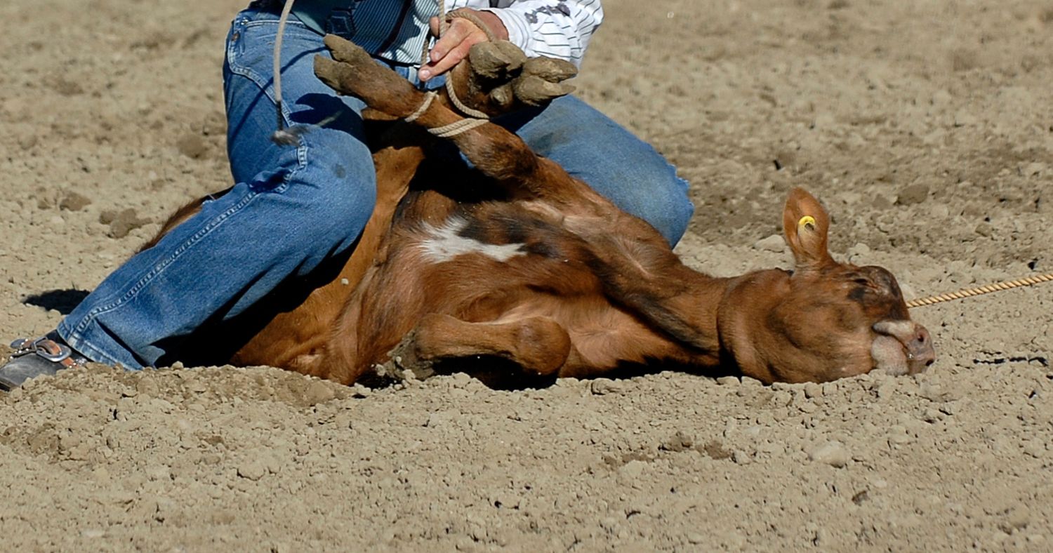 a brown calf lays in the dirt as a man on top of them ties their legs together during a calf roping contest.