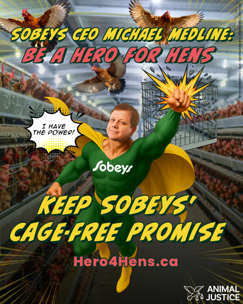 Cartoon of Sobeys CEO Michael Medline dressed as a superhero flying through a factory farm, smashing a bird cage with his fist. Text reads: “Sobeys CEO Michael Medline: Be a Hero for Hens. Keep Sobeys’ Cage-Free Promise. Hero4Hens.ca.” Chickens are flying free in the background. Animal Justice logo in bottom corner. Campaign urges Sobeys to honour its cage-free egg commitment.