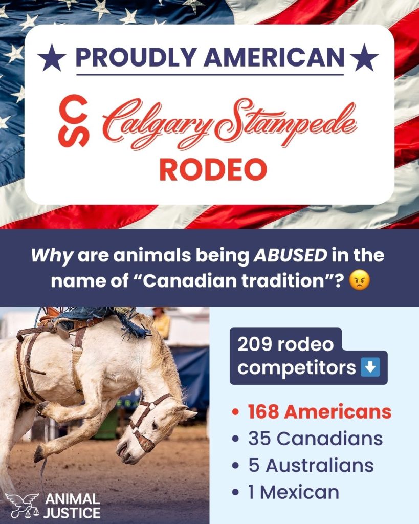 American competitors at Calgary Stampede
