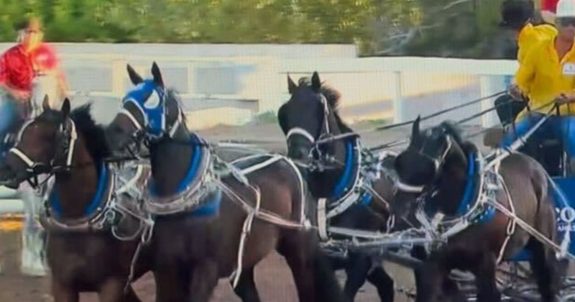 Legal Complaint Filed After Calgary Stampede Horse Killed 