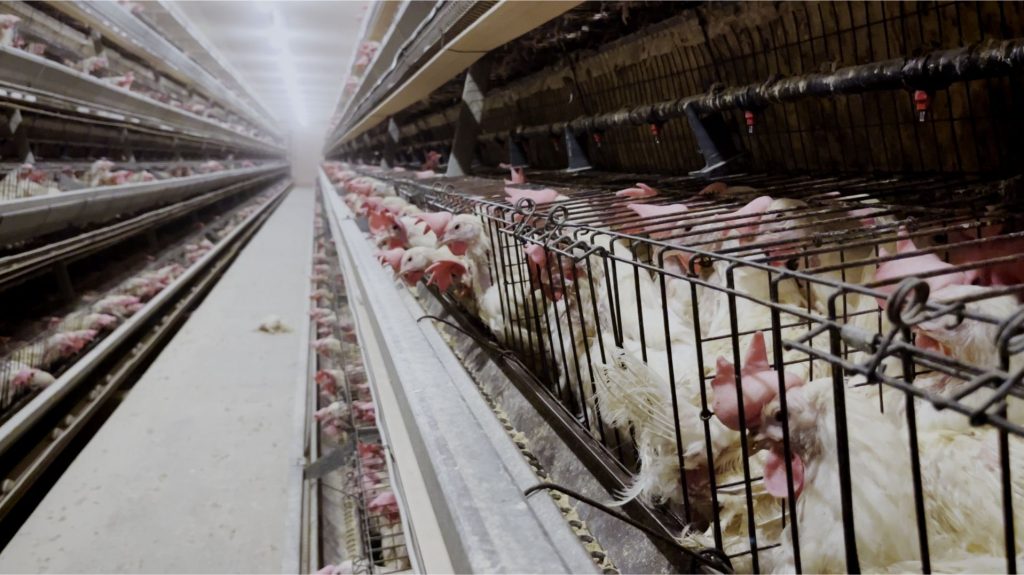 Rows of white hens crammed in stacked wire battery cages inside a dimly lit industrial egg farm. Taken at a Sobeys supplier, this image highlights the urgent need for Sobeys to go cage-free.