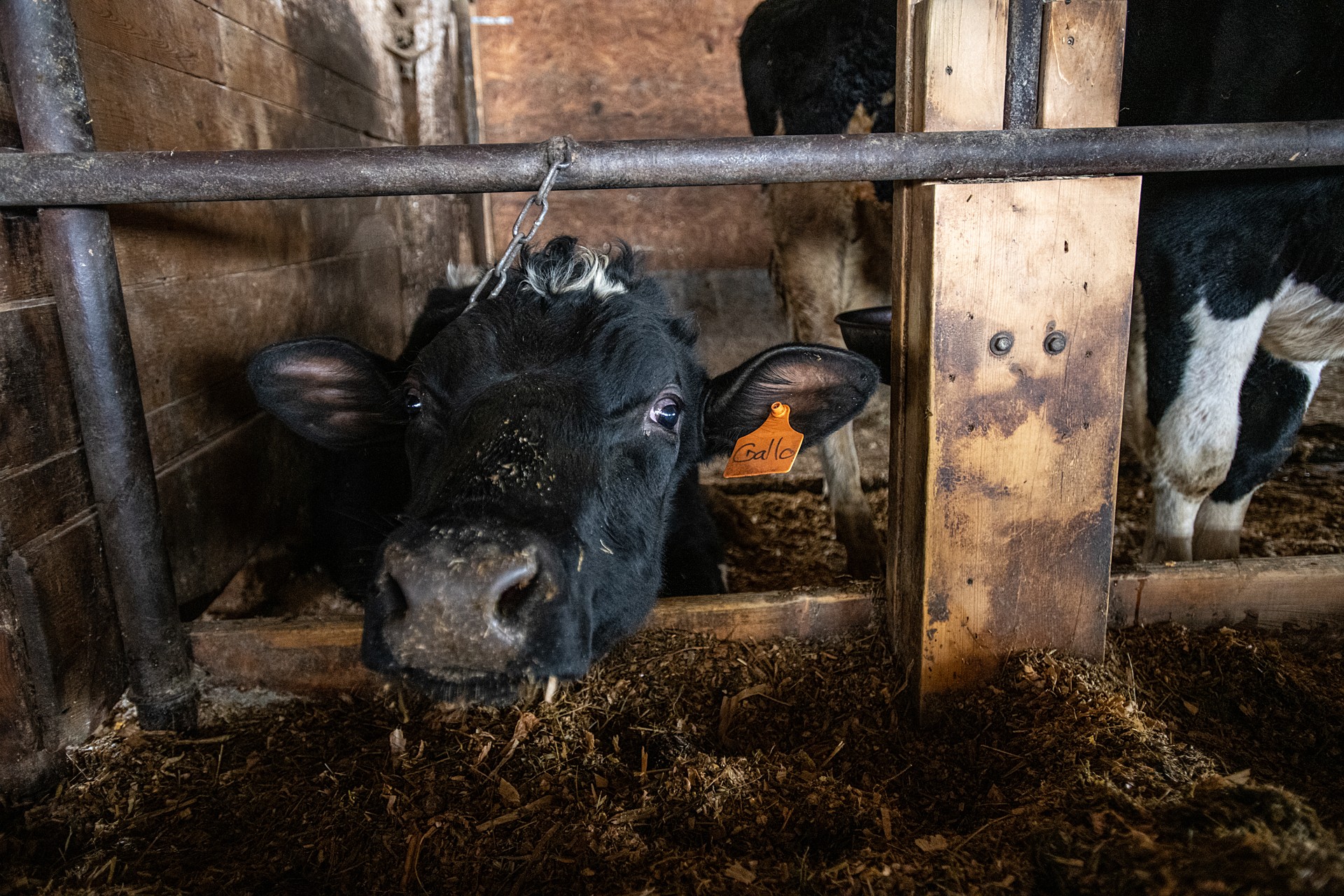 Dairy cow chained by her neck in a tie-stall, as still allowed under Canadian Organic Standards