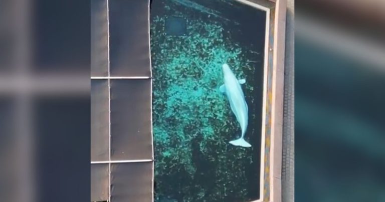 Marineland beluga in small tank