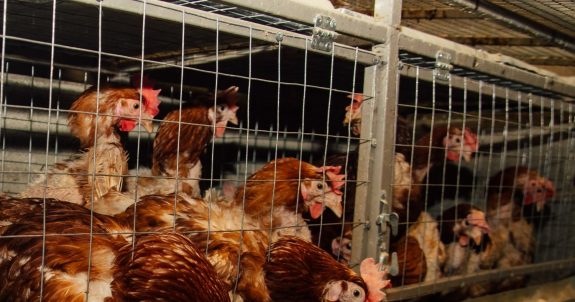CEO Michael Medline: Be a Hero For Hens & Make Sobeys Cage-Free!