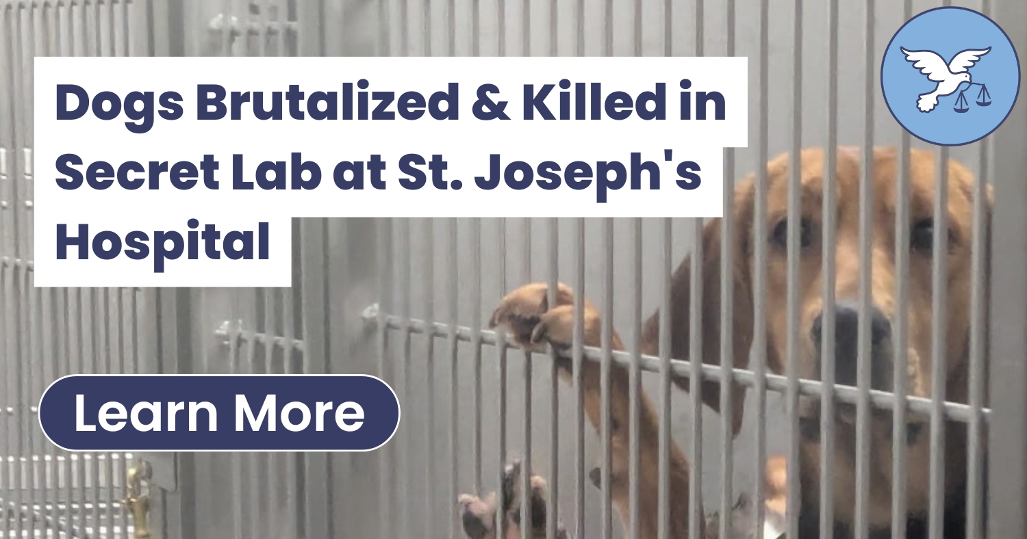 Dogs Brutalized & Killed in Secret Lab at St. Joseph’s Hospital