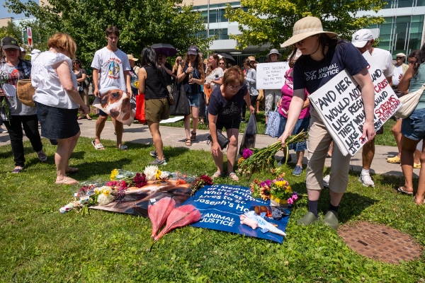 Flowers, toys, pictures and signs to commemorate lives lost from experiments performed at St. Joseph's Hospital